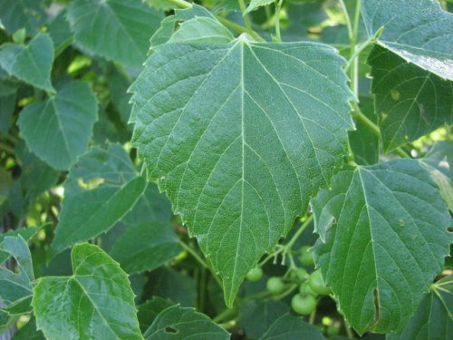 Raccoon Grape (Ampelopsis cordata)