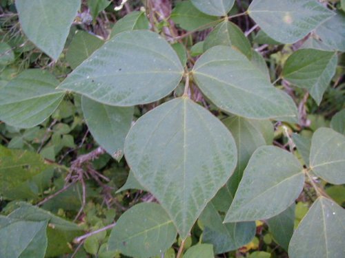 Hog Peanut (Amphicarpaea bracteata)