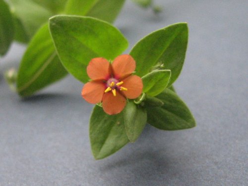 Scarlet Pimpernel (Anagallis arvensis)