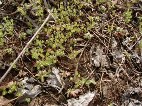 Rock Jasmine (Androsace occidentalis)