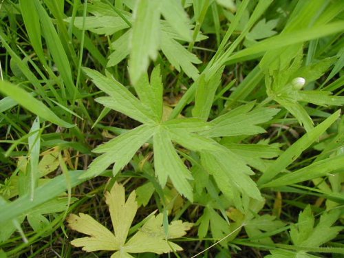 Canada Anemone (Anemone canadensis)