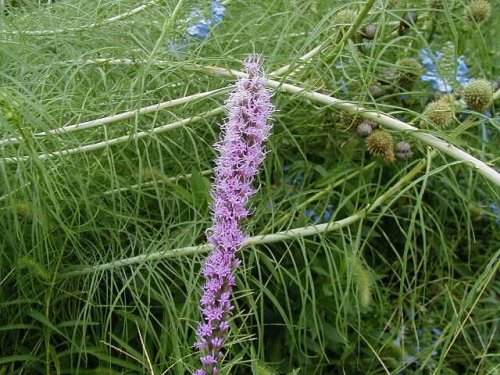 Dotted Gayfeather (Liatris punctata)