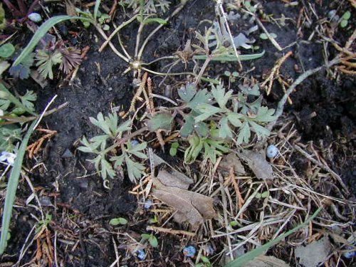 Carolina Anemone (Anemone caroliniana)