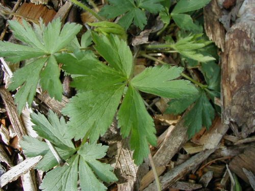 Tall Anemone (Anemone virginiana)