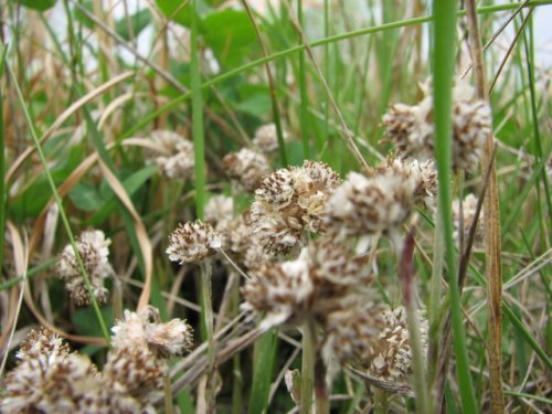 Field Pussytoes (Antennaria neglecta)