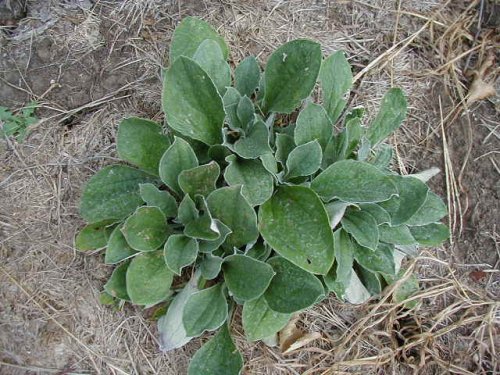 Plantain-leaf pussytoes (Antennaria plantaginifolia)