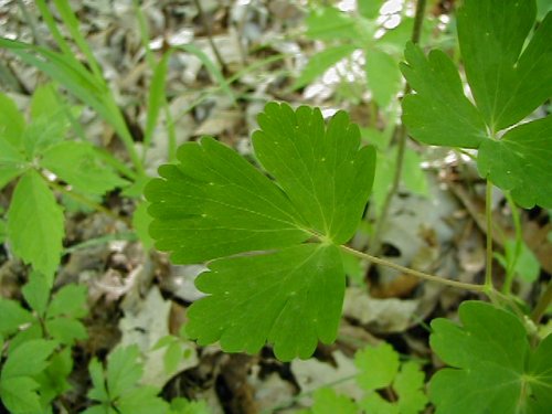 Red Columbine (Aquilegia canadensis)