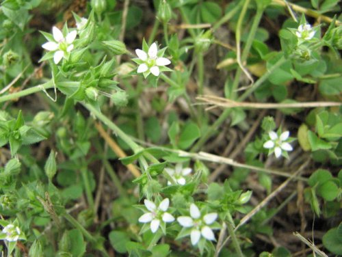 Thymeleaf Sandwort (Arenaria serpyllifolia)