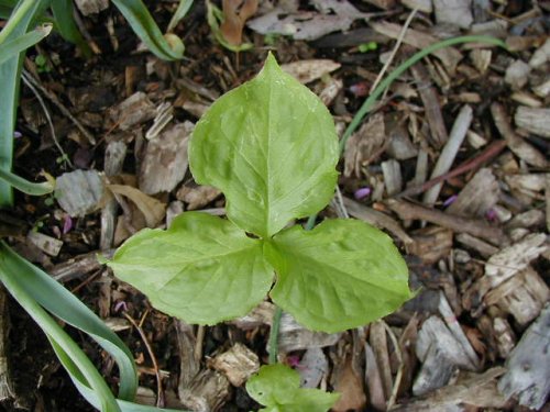 Jack in the Pulpit (Arisaema triphyllum)