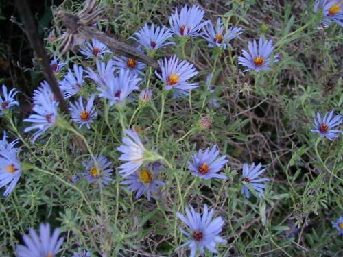 Aromatic Aster (Aster oblongifolius)