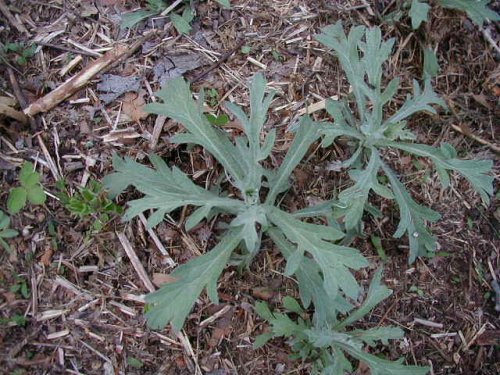 White Sage (Artemisia ludoviciana)