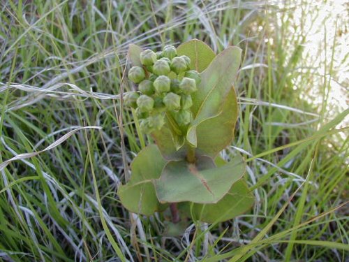 Bluntleaf Milkweed (Asclepias amplexicaulis)