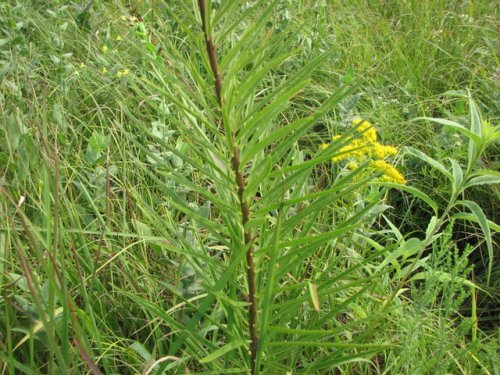 Tall Green Milkweed (Asclepias hirtella)