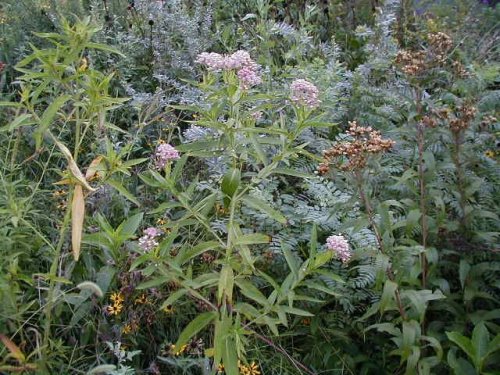 Swamp Milkweed (Asclepias incarnata)