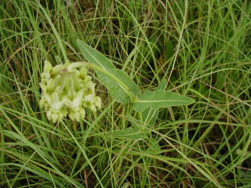 Mead's Milkweed (Asclepias meadii)