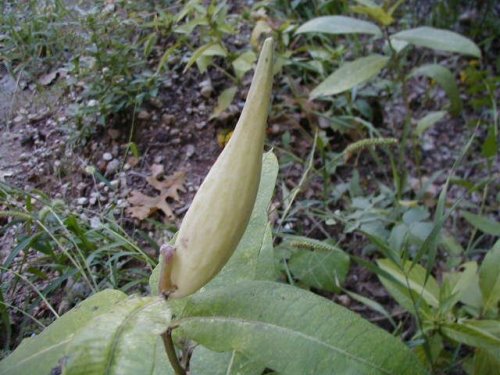 Purple Milkweed (Asclepias purpurascens)