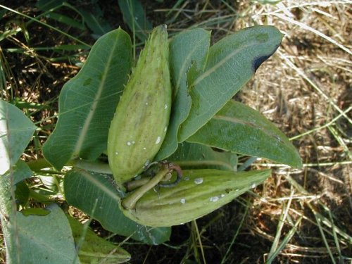 Smooth Milkweed (Asclepias sullivantii)