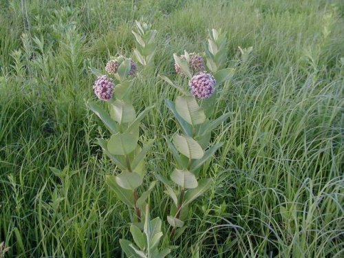 Common Milkweed (Asclepias syriaca)