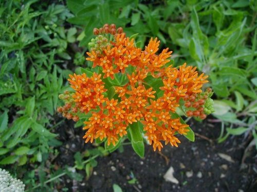 Butterfly Milkweed (Asclepias tuberosa)