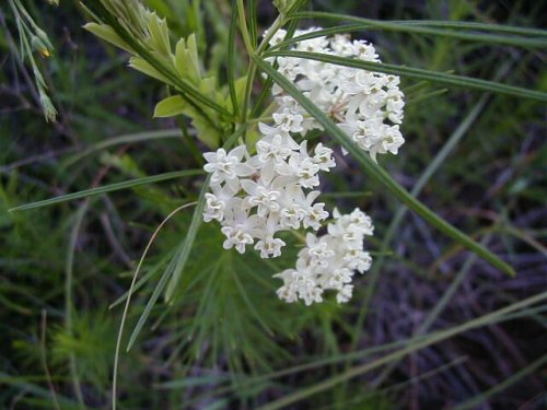 Whorled Milkweed (Asclepias verticillata)