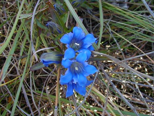 Downy Gentian (Gentiana puberulenta)