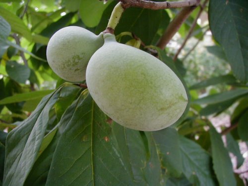 Paw Paw (Asimina triloba)