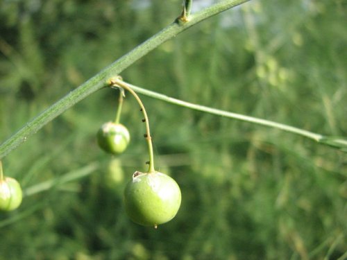 Asparagus (Asparagus officinalis)