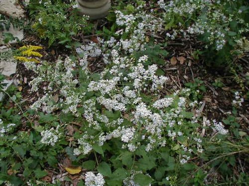 Drummond's Aster (Aster drummondii)