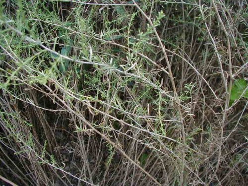 Heath Aster (Aster ericoides)