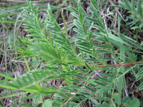 Ground Plum Milkvetch (Astragalus crassicarpus)