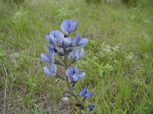 Blue Wild Indigo (Baptisia australis)