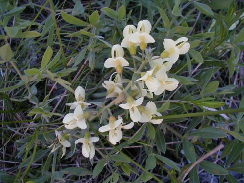 Cream Wild Indigo (Baptisia bracteata)