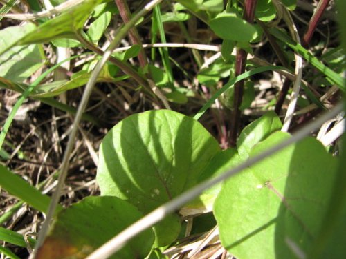 Bitter Wintercress (Barbarea vulgaris)