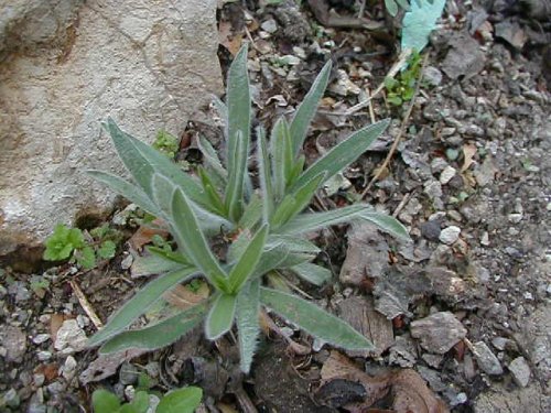 Silky Aster (Aster sericeus)