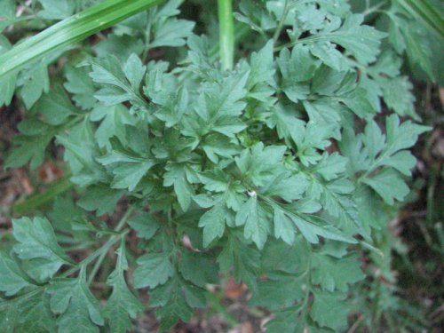 Spanish Needles (Bidens bipinnata)