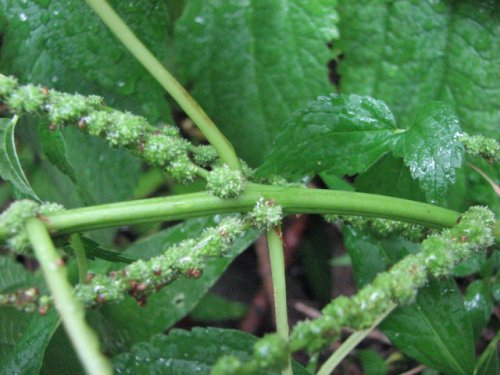 Bog Hemp (Boehmeria cylindrica)