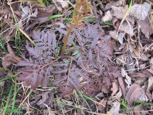 Dissected Grape Fern (Botrychium dissectum)
