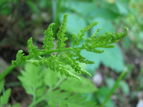 Rattlesnake Fern (Botrychium virginianum)