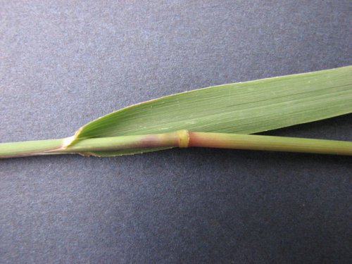 Side-Oats Grama (Bouteloua curtipendula)