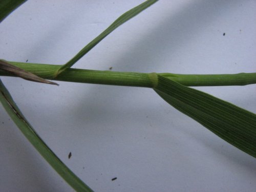 Smooth Brome (Bromus inermis)