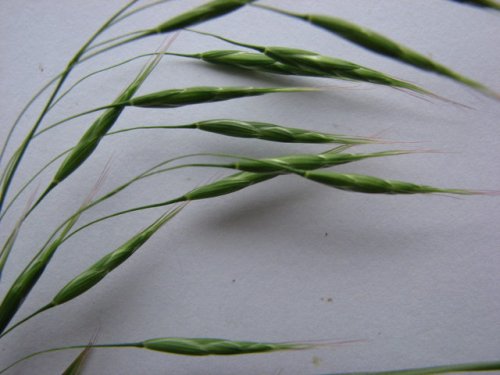 Japanese Brome (Bromus japonicus)