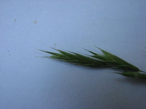 Canada Brome (Bromus pubescens)