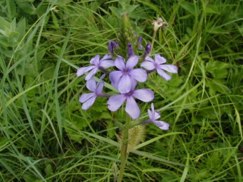 Bluehearts (Buchnera americana)