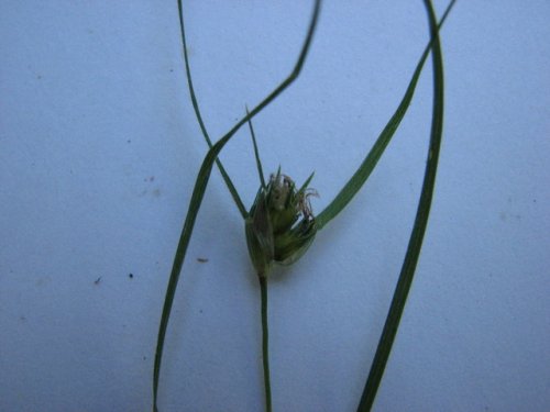 Buffalo Grass (Buchloe dactyloides)