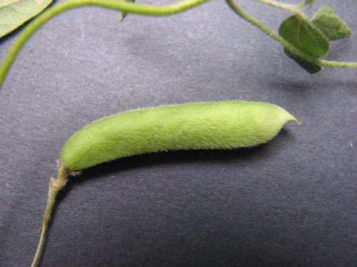 Trailing Wild Bean (Strophostyles helvolus)