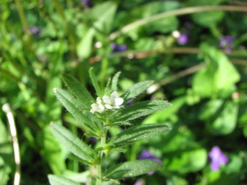 Corn Gromwell (Lithospermum arvense)