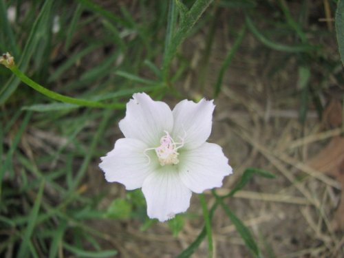 Pink Poppy Mallow (Callirhoe alcaeoides)