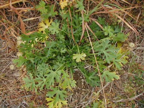 Purple Poppy Mallow (Callirhoe involucrata)