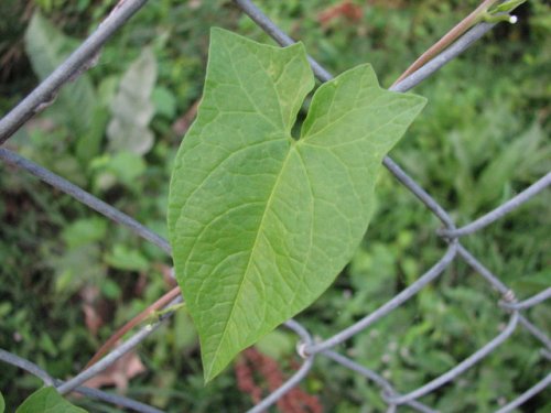 Common Hedge Bindweed (Calystegia sepium)