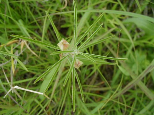 Toothed Evening Primrose (Calylophus serrulatus)